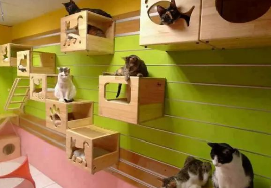 假期外出,如何给猫咪找靠谱寄养? 假期外出,如何给猫咪找靠谱寄养?