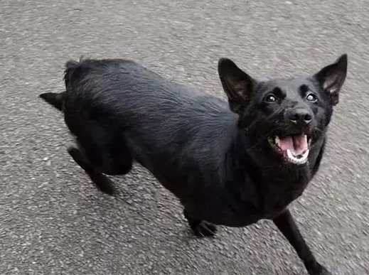 黑色狗品种有哪些？分别是