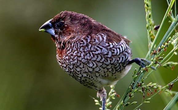 斑文鸟需要喝水吗？一文帮你科普