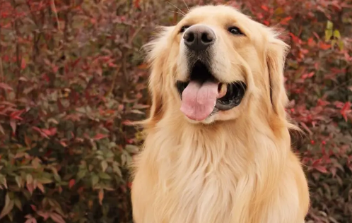 快来了解：金毛脱毛期是什么时候？