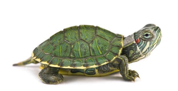 中华龟和巴西龟可以一起混养吗?一起来看看~