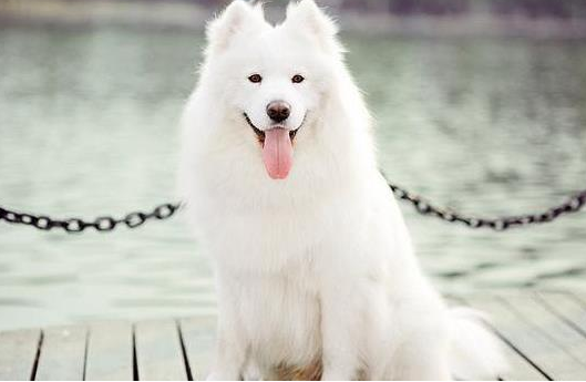 萨摩耶两个月多重？看完本文就知道啦