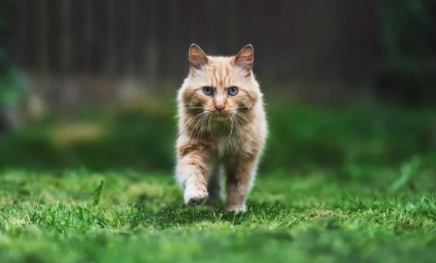 猫草片是什么？猫草片和化毛球片效果一样吗？