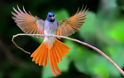 绶带鸟多少钱一只？想养的鸟友看看～