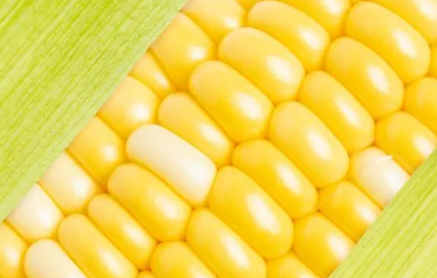 养宠日记：边牧需要吃微量元素