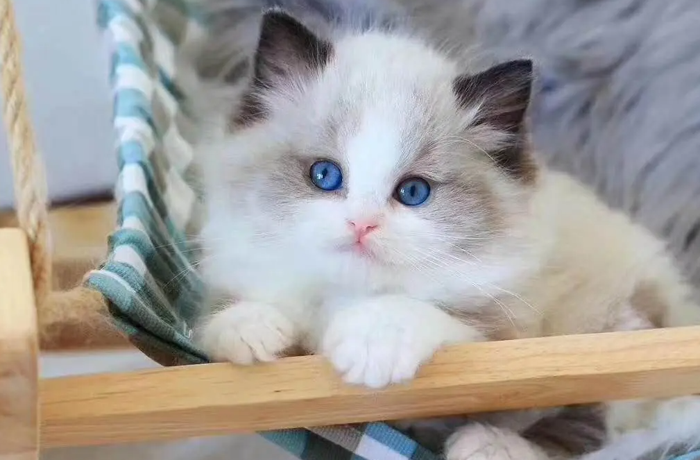 看布偶猫纯不纯？这里有方法~