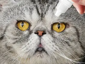 猫能用人的眼药水吗？说了你别不信