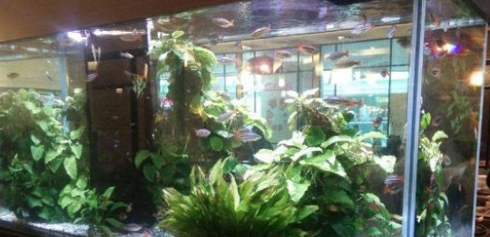 鱼缸的水质不好，怎么调节？这4种方法送给你，先看后试