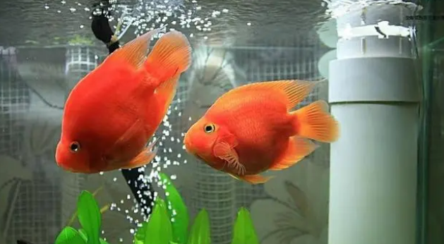 盛夏高温，可以给鱼缸打氧，但是我们关注到其他供氧方式了吗？