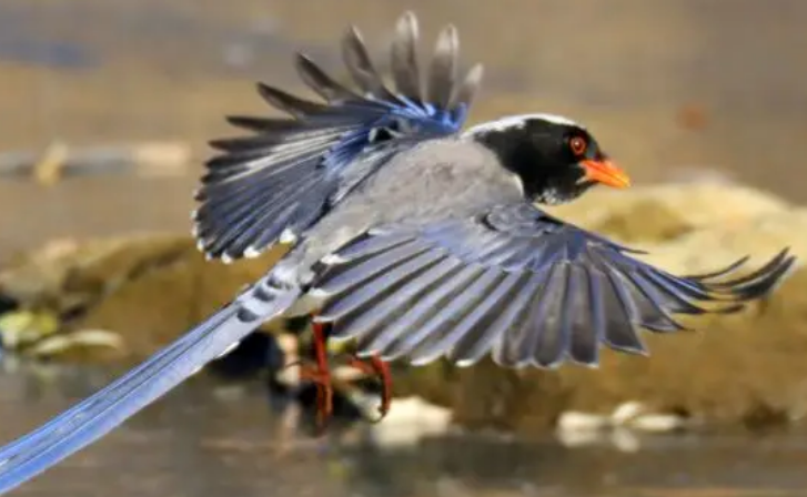 红嘴蓝鹊比喜鹊大吗?来瞧一瞧吧 红嘴蓝鹊比喜鹊大吗?来瞧一瞧吧