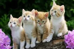 你一定要知道的宠物寄养的注意事项 你一定要知道的宠物寄养的注意事项