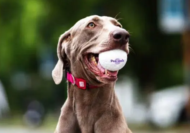 2022TOP狗狗玩具球推荐:狗狗玩具球什么材料好? 2022TOP狗狗玩具球推荐:狗狗玩具球什么材料好?