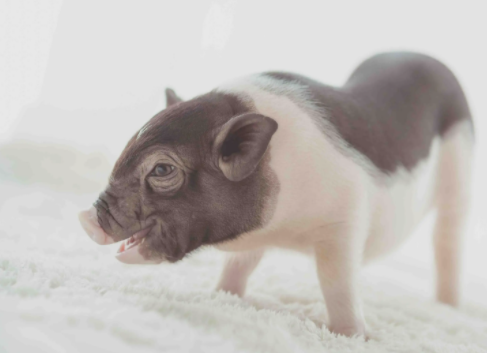 小香猪公猪和母猪区别是什么？来这了解一下