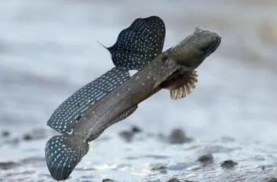 大弹涂鱼能繁殖吗？本文给你答案