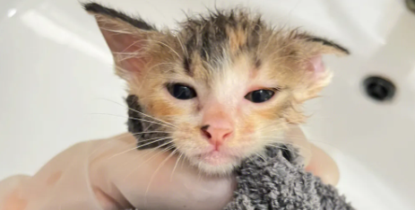 2个月猫可以洗澡吗？建议新手铲屎官码住