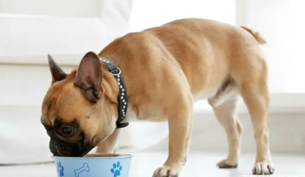 如果狗狗有这些表现,说明缺乏微量元素! 如果狗狗有这些表现,说明缺乏微量元素!