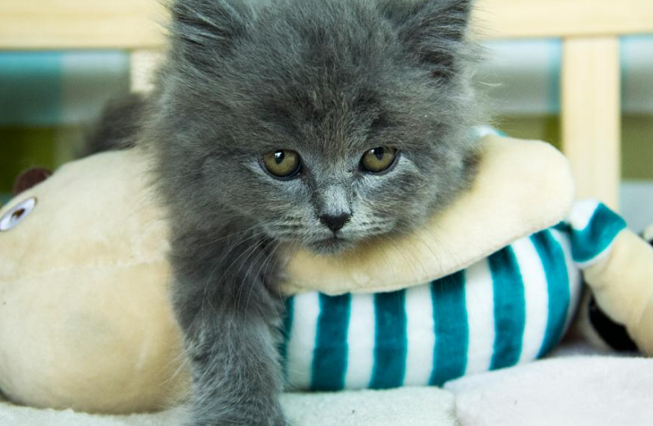 英短淡紫色，你们见过吗？