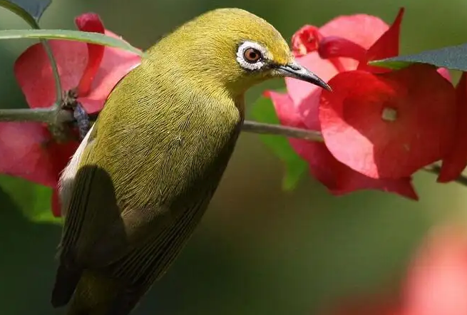 绣眼鸟怎么开食？一定要知道