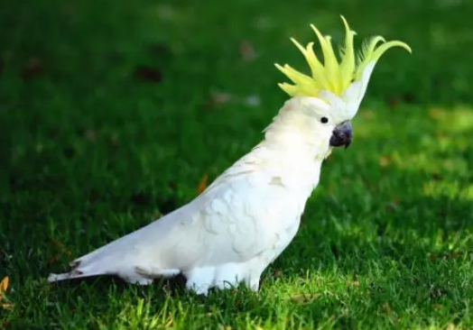 小葵花凤头鹦鹉是保护动物吗？来看看吧