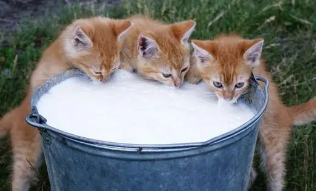 小猫咪能喝牛奶吗？最好是喝羊奶粉