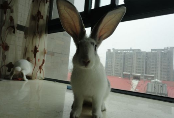 如何辨认日本大耳白兔？速来了解一波