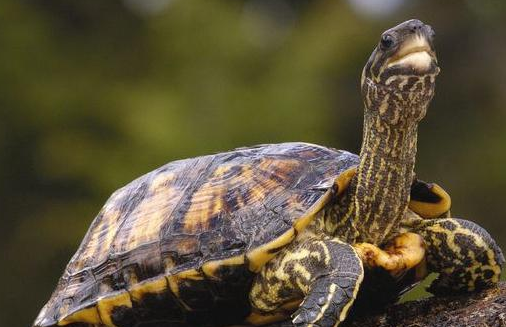 蔗林龟的寿命有多长？看这里！