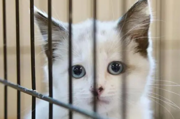 铲屎官要外出,该不该将猫咪寄养在宠物店? 铲屎官要外出,该不该将猫咪寄养在宠物店?