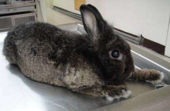 哈瓦那兔价值几何呢？来了解一下吧