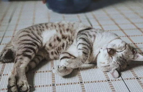 猫粮应该怎么喂？这3大原则你必须造