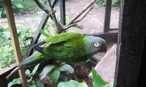 灰头锥尾鹦鹉好不好看？这篇文章给你答案~