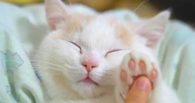 猫咪能不能喝奶粉呢