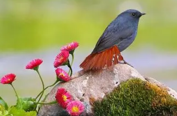 石燕鸟的饲养攻略，快来掌握 ！