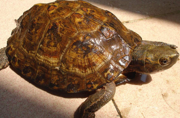 条颈摄龟吃什么食物？这篇文章告诉你答案