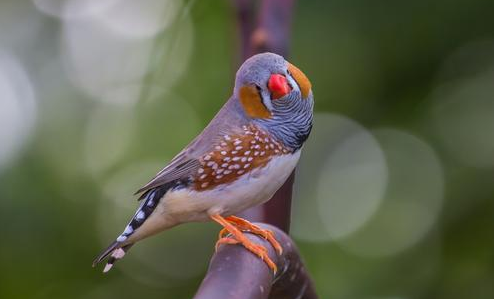 胸斑草雀多少钱一只？看完本文就知道了