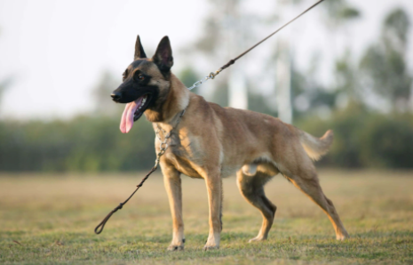 马犬你了解多少？快来看看马犬是中型犬还是大型犬？