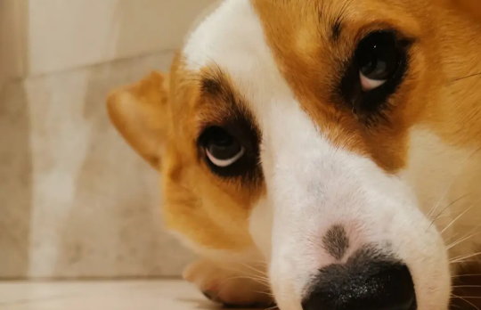 狗狗被蚊子咬了怎么办？根据严重程度来采取对策