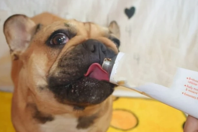 如何给狗狗喂食营养膏