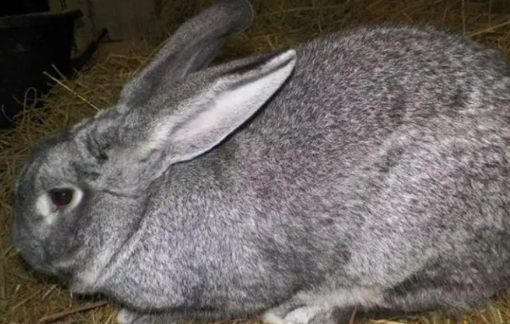标准金吉拉兔能长多少斤，养的人来瞧瞧吧
