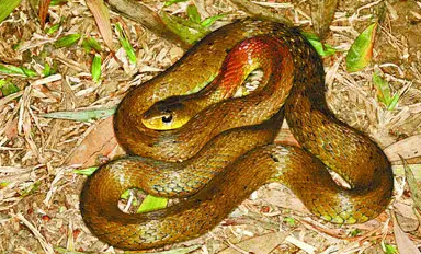 知道红脖颈槽蛇外形特征是怎么样的吗？不了解的可以来看看！