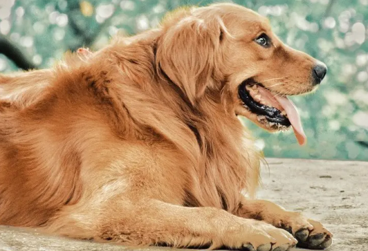 怎么判断金毛多大了？大家快来学习一下！