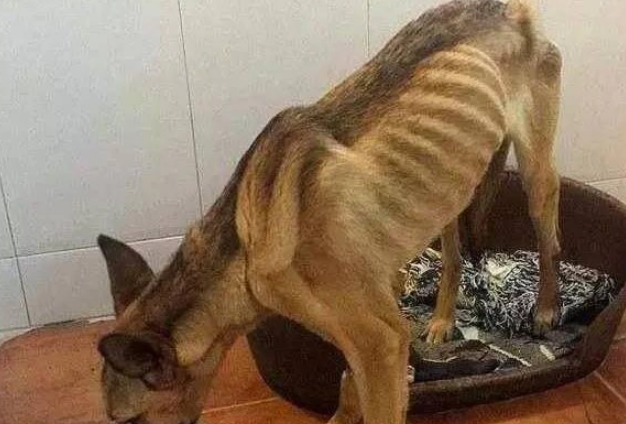 狗狗需要驱虫吗? 狗狗需要驱虫吗?