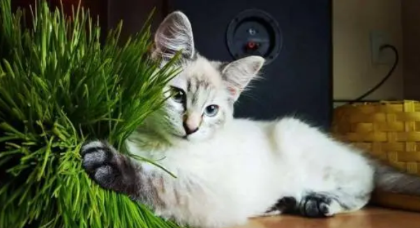 猫咪为什么吃猫草？猫草好处大揭秘
