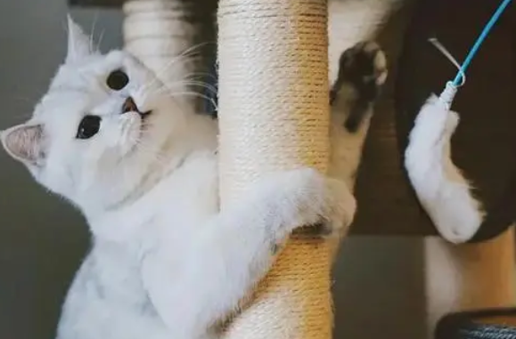 猫咪寄养注意事项 猫咪寄养需要哪些问题