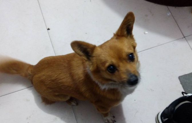 狗狗耳朵一抽一抽的原因是这个！