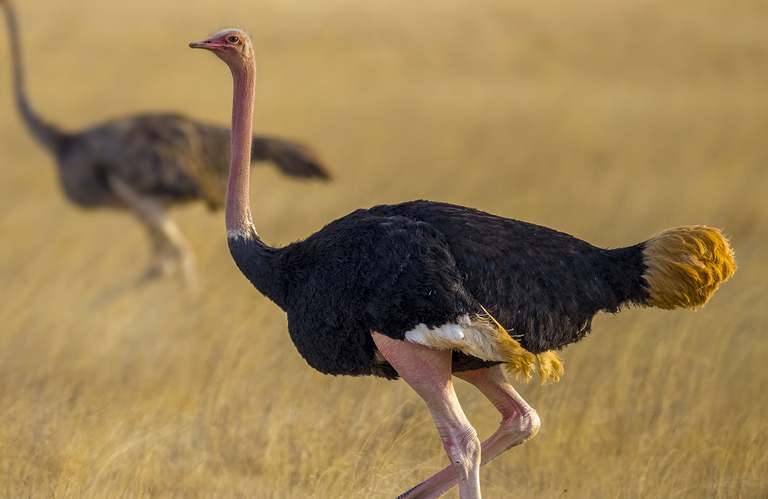 世界上最大的鸟是什么鸟,今日带你一探究竟! 世界上最大的鸟是什么鸟,今日带你一探究竟!