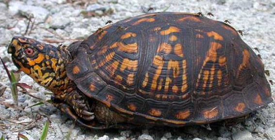 卡罗莱纳箱龟能长多大？特征有哪些？