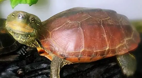 草龟怎么养长得快?饲主来学习下吧 草龟怎么养长得快?饲主来学习下吧