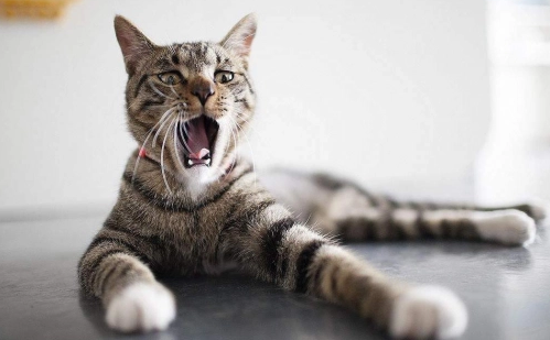 给猫洗澡的注意事项,以及准备工作 给猫洗澡的注意事项,以及准备工作