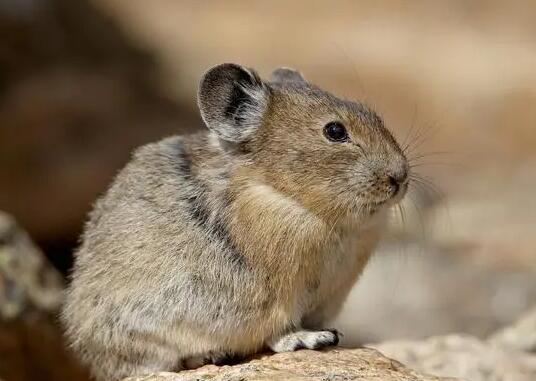 不知道藏属兔和高原鼠兔区别？这里看看！