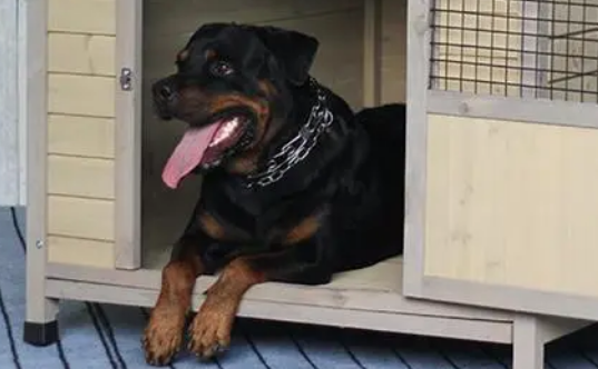 犬舍是什么意思?犬舍的样式有哪些? 犬舍是什么意思?犬舍的样式有哪些?